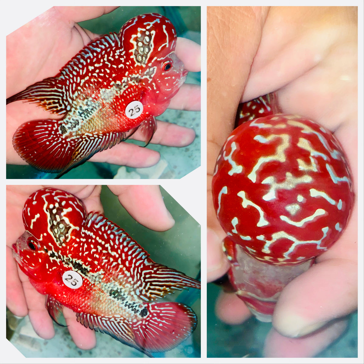Kamfa Flowerhorn - 25