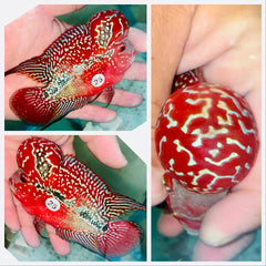 Kamfa Flowerhorn - 25