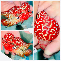Kamfa Flowerhorn - 27