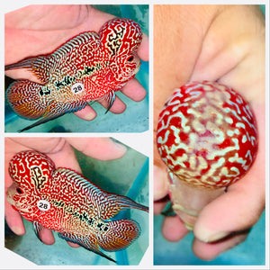 Kamfa Flowerhorn - 28