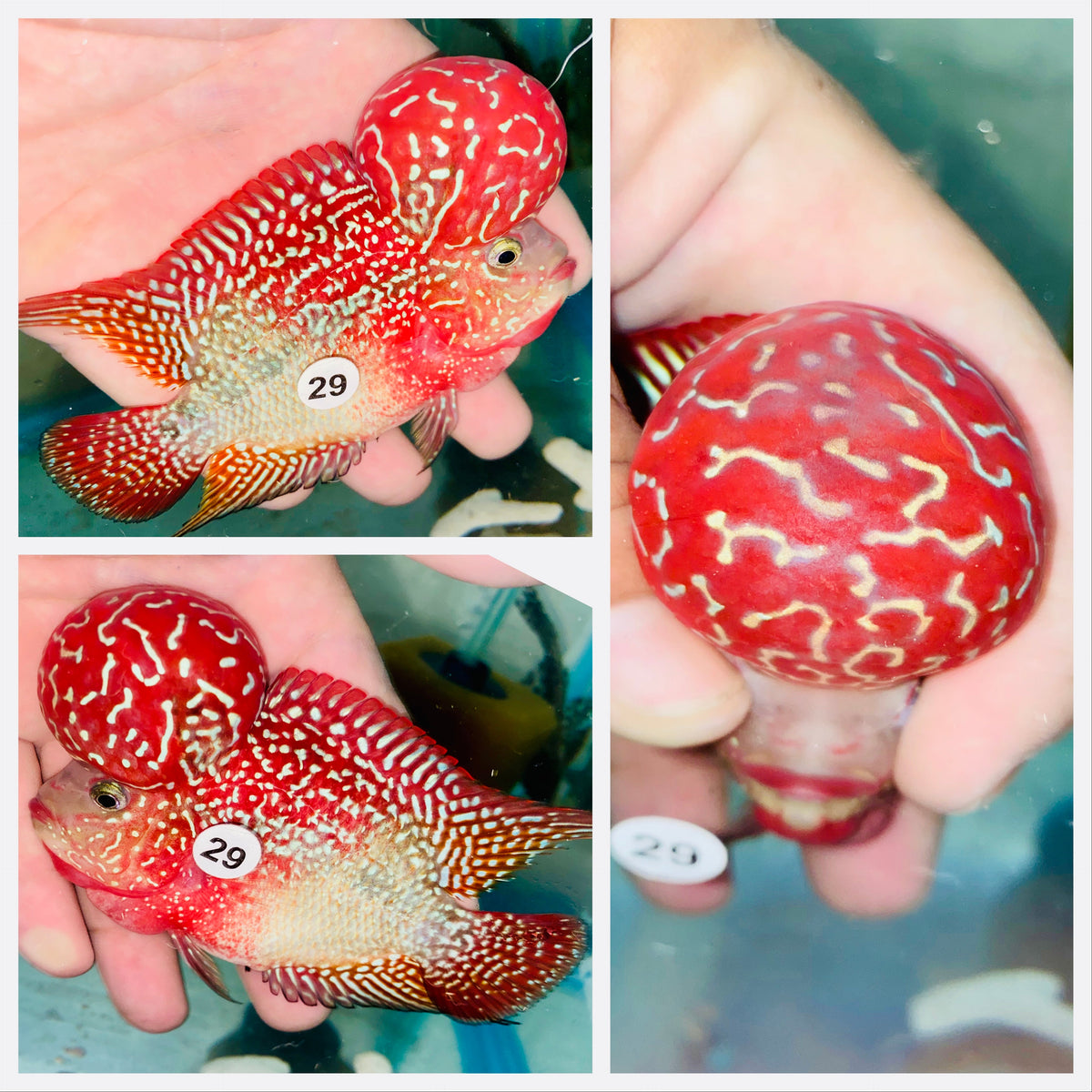 Kamfa Flowerhorn - 29