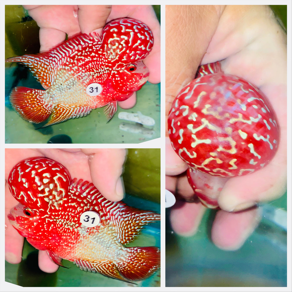 Kamfa Flowerhorn - 31
