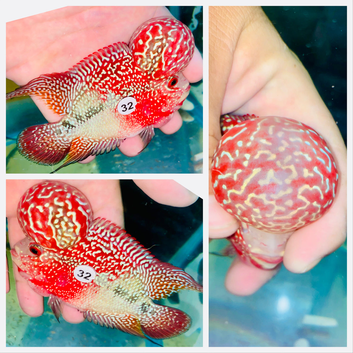 Kamfa Flowerhorn - 32