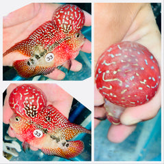 Kamfa Flowerhorn - 33