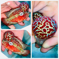 Full Red Kamfa Flowerhorn - 37