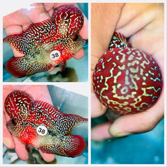 Kamfa Flowerhorn - 38