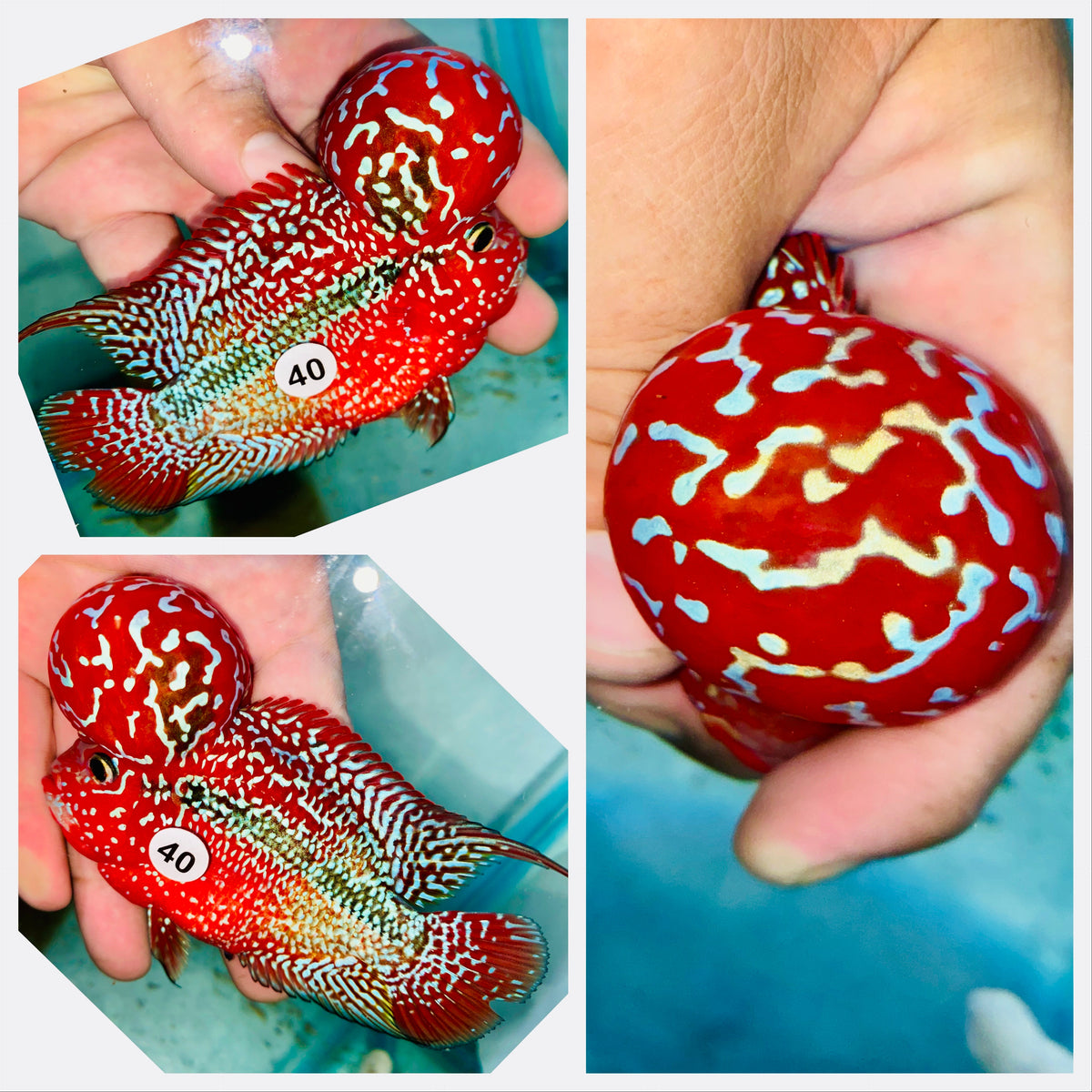 Kamfa Flowerhorn - 40