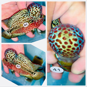 High Quality Red Kamfa Flowerhorn - 41