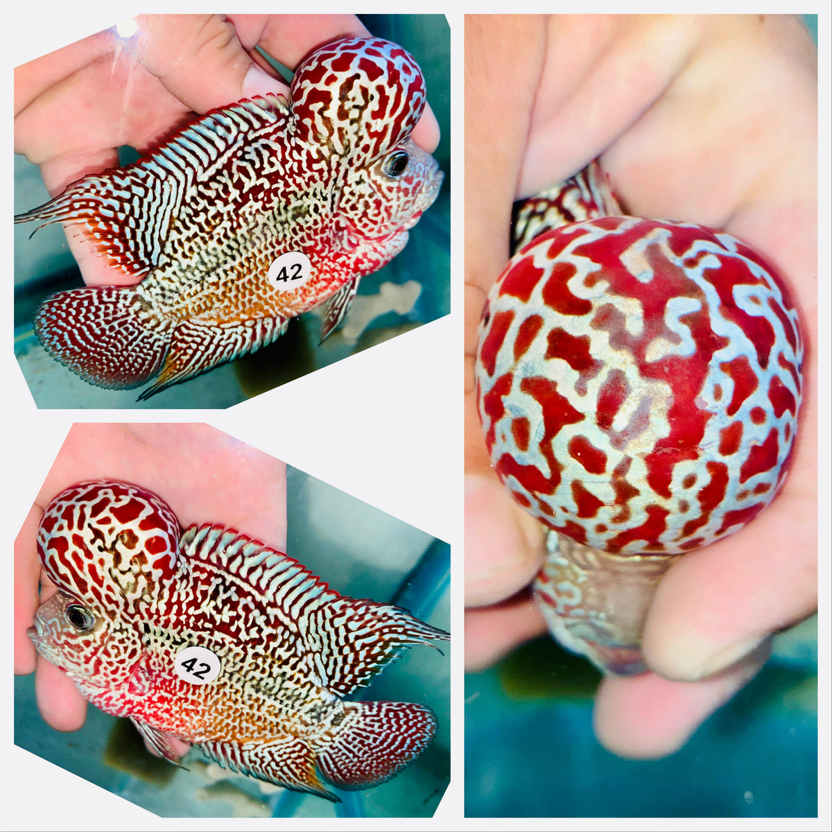 High Quality Red Kamfa Flowerhorn - 42