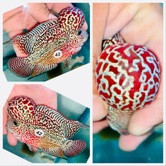 High Quality Red Kamfa Flowerhorn - 42