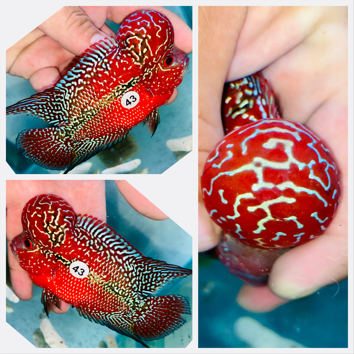 Kamfa Flowerhorn - 43