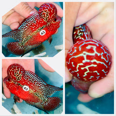 Kamfa Flowerhorn - 43