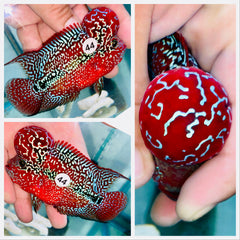 Kamfa Flowerhorn - 44