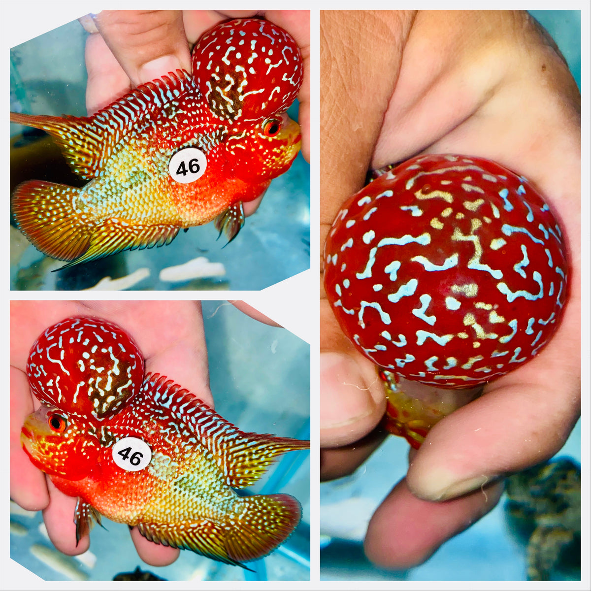 Kamfa Flowerhorn - 46