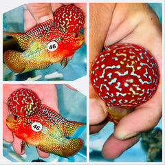 Kamfa Flowerhorn - 46