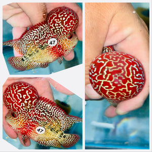 High Quality Monster Head Two Tone KamfaFlowerhorn - 47