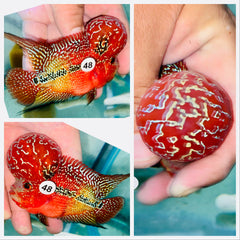 Kamfa Flowerhorn - 48