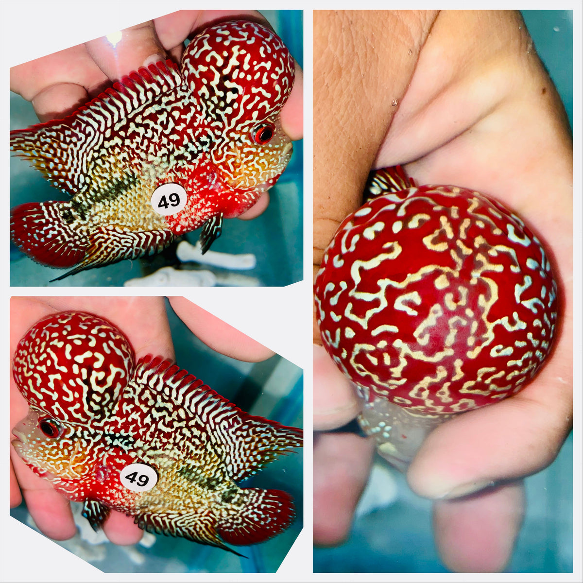 String Pearl Red KamfaFlowerhorn - 49