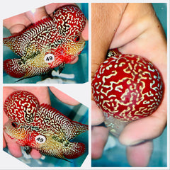 String Pearl Red KamfaFlowerhorn - 49