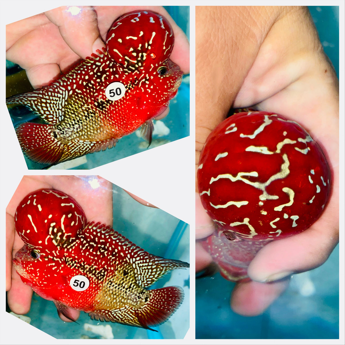 Kamfa Flowerhorn - 50