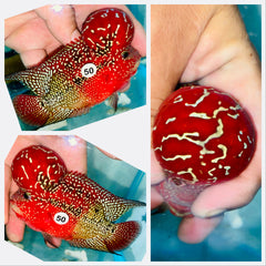 Kamfa Flowerhorn - 50