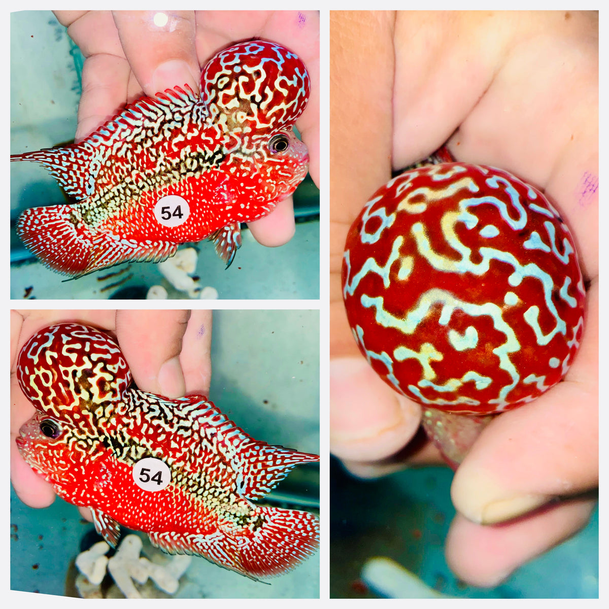 Full Red KamfaFlowerhorn - 54