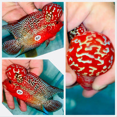 Kamfa Flowerhorn - 57