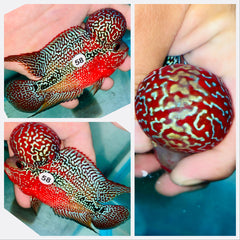 Kamfa Flowerhorn - 58