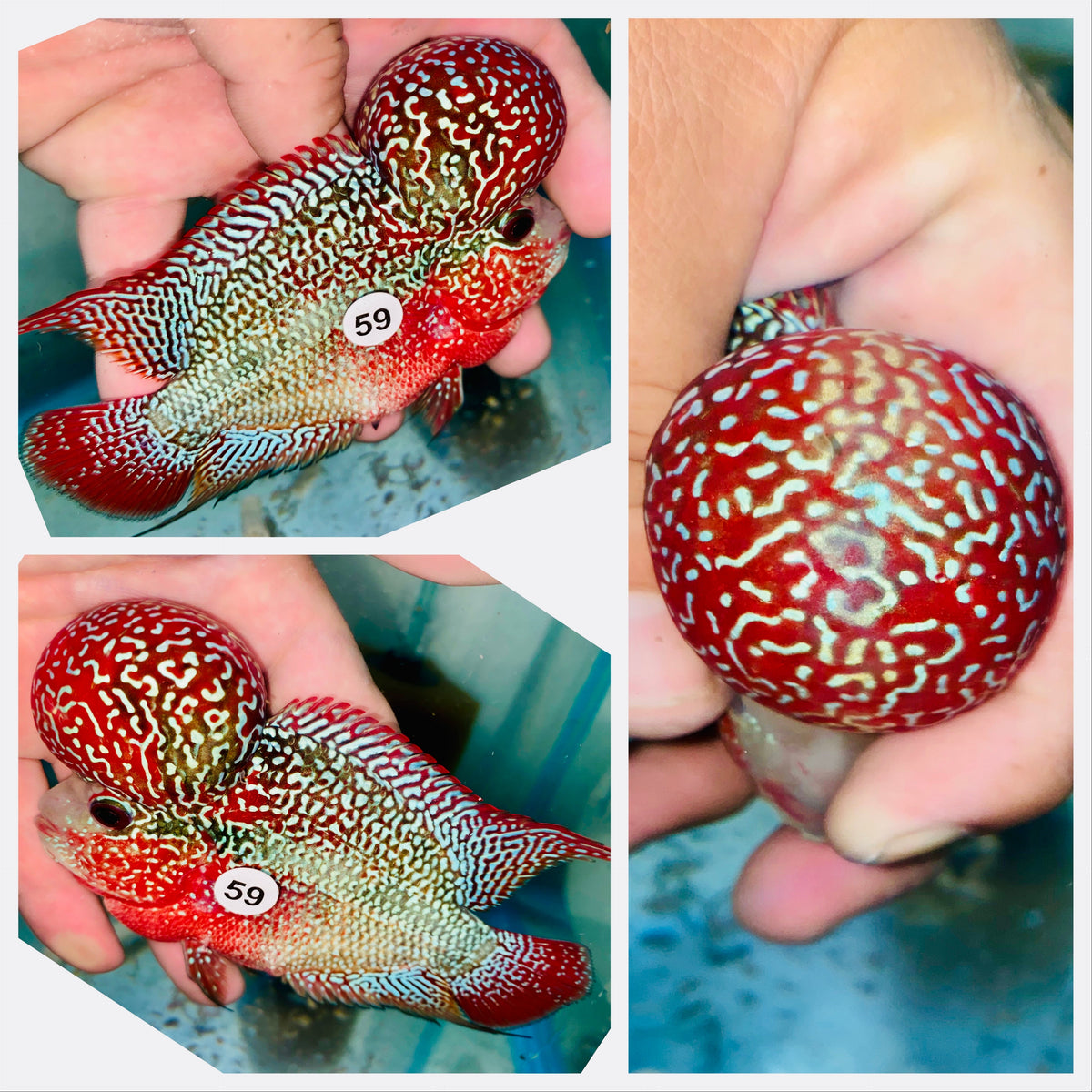 Kamfa Flowerhorn - 59