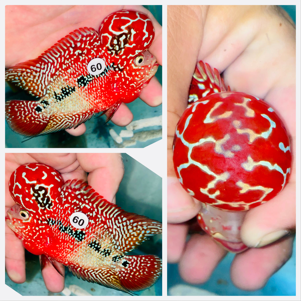 Kamfa Flowerhorn - 60