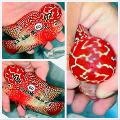 Kamfa Flowerhorn - 60