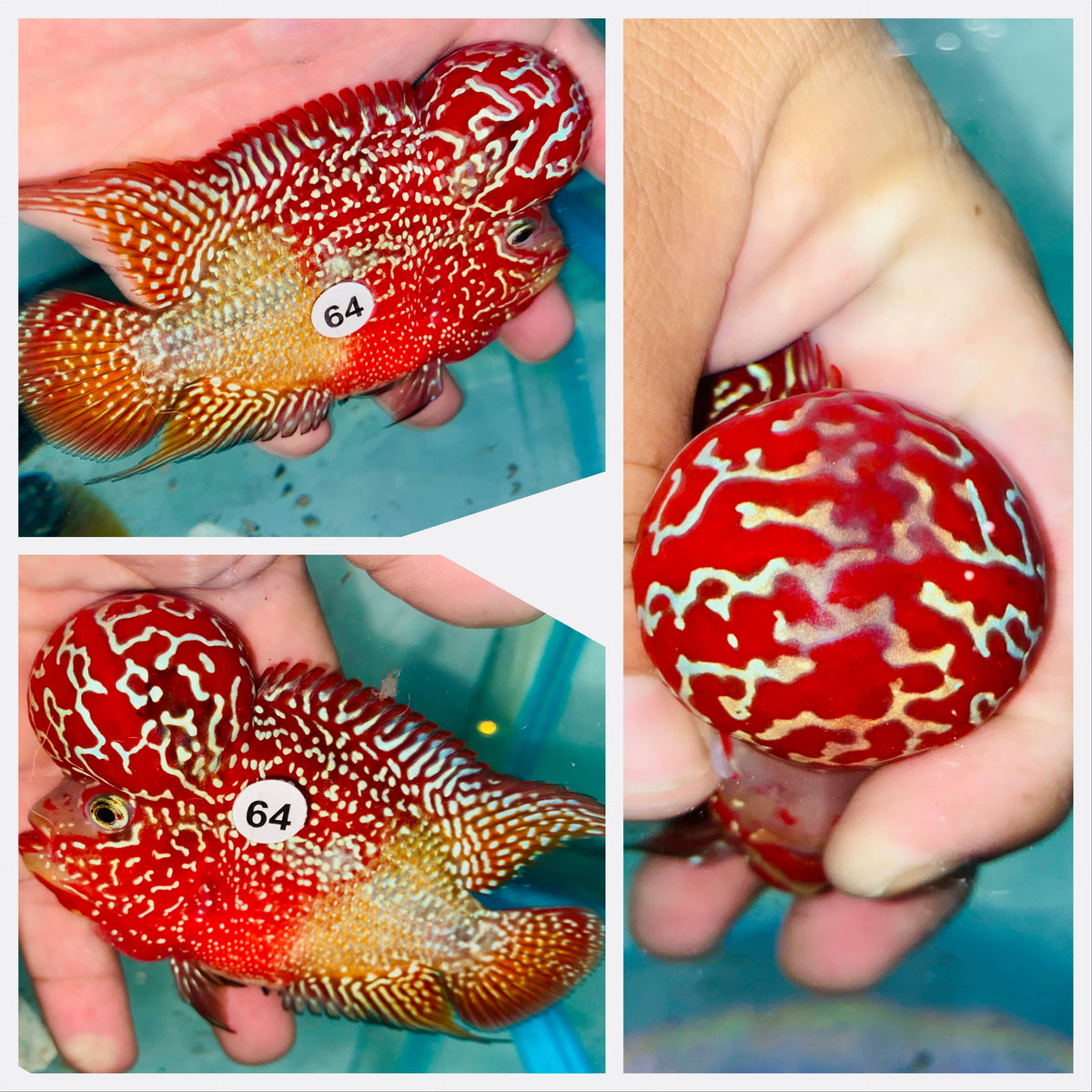 Kamfa Flowerhorn - 64