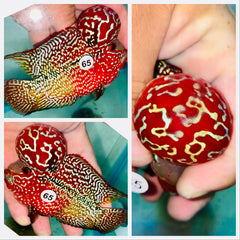 Kamfa Flowerhorn - 65