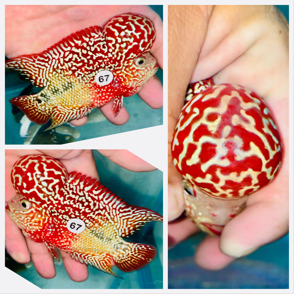 Two Tone Kamfa Flowerhorn - 67