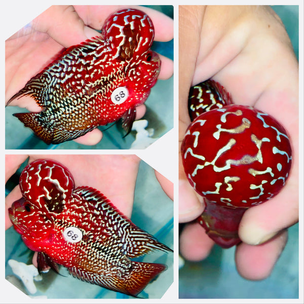 Blood Red Kamfa Flowerhorn - 68