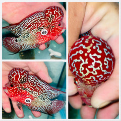 Kamfa Flowerhorn - 69
