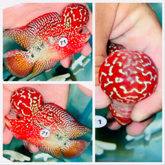 Kamfa Flowerhorn - 71