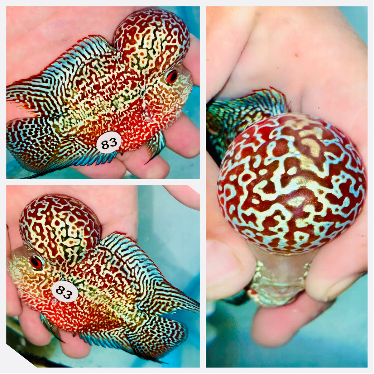 Monster Head Short Body Kamfa Flowerhorn - 83