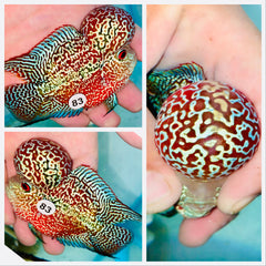 Monster Head Short Body Kamfa Flowerhorn - 83