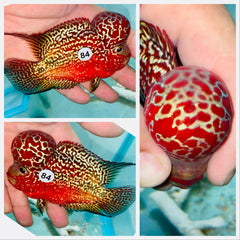 Full Red Kamfa Flowerhorn - 84