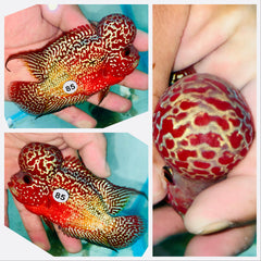 Two Tone KamfaFlowerhorn - 85