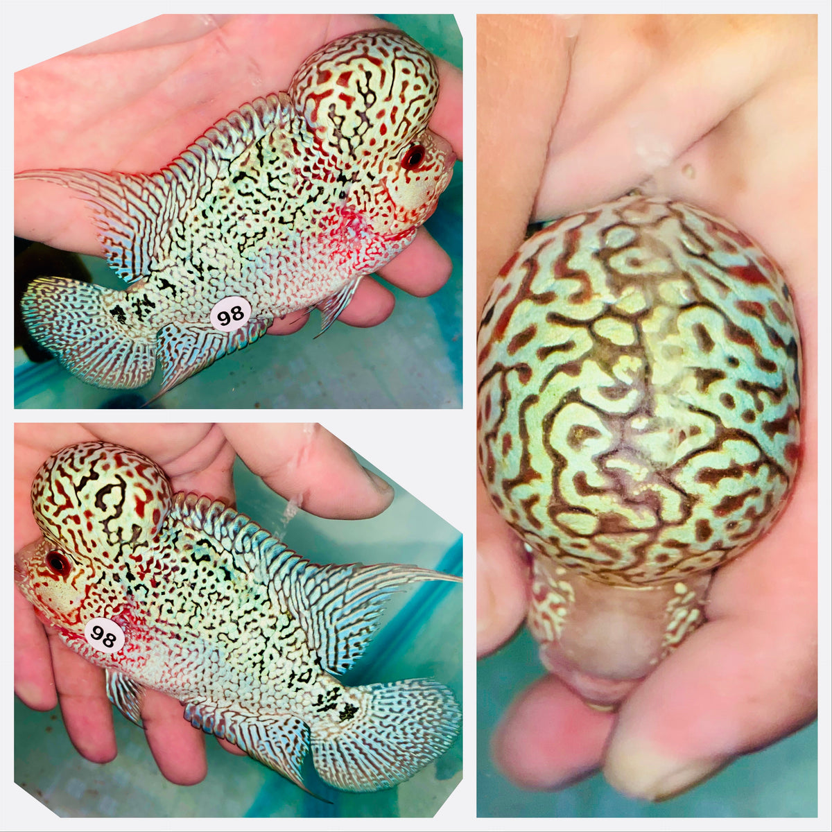 Kamfa Flowerhorn - 98