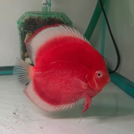 Discus – The Fin Shop