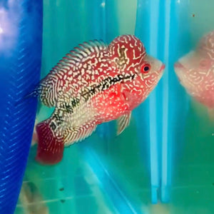 Female KamfaFlowerhorn - Female 02