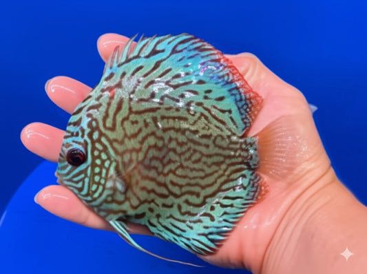 Blue Turquoise Discus