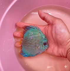 Cobalt Blue Discus