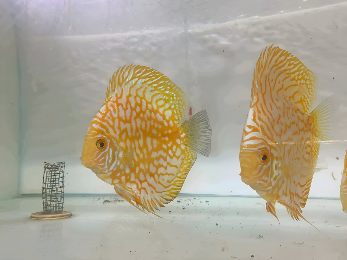 Golden Checkerboard Discus