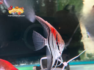 Manacapuru Redback Angelfish -Super Red