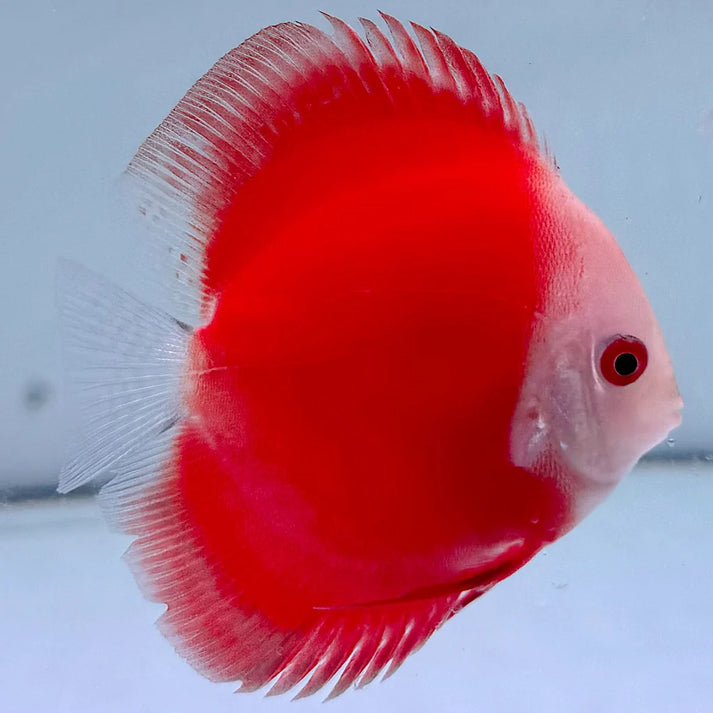 Red Melon Discus