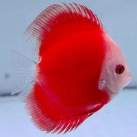 Red Melon Discus